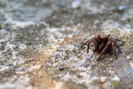 Jumping Spider by N-ScapePhotography