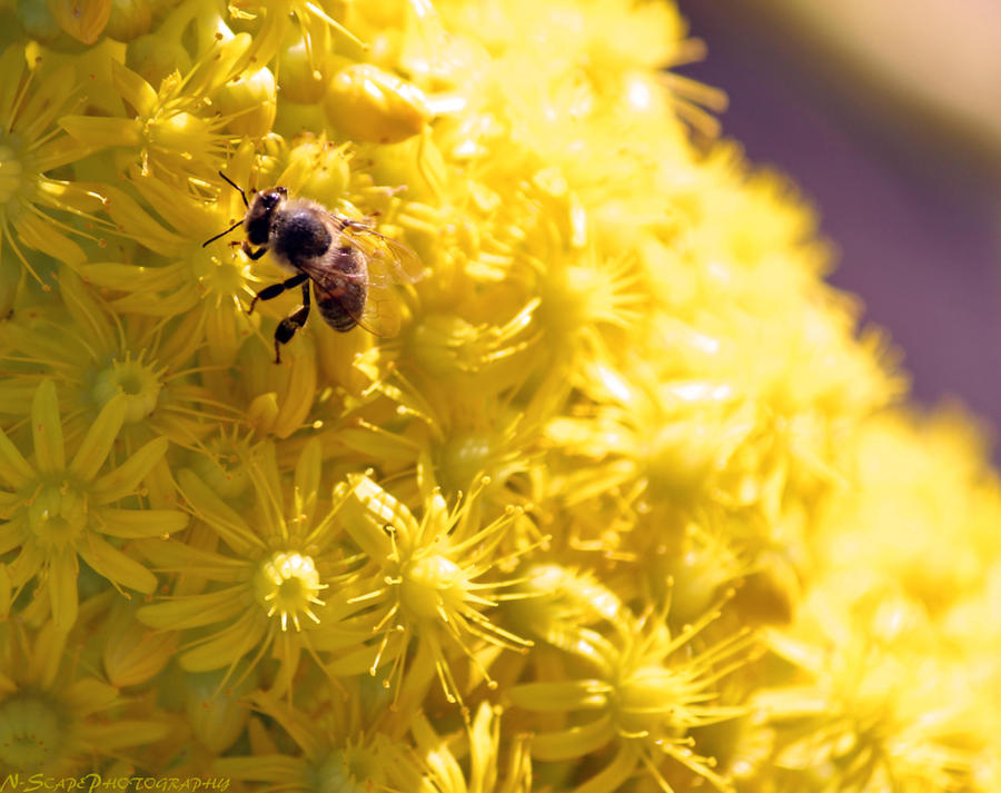 Collecting the pollen #2