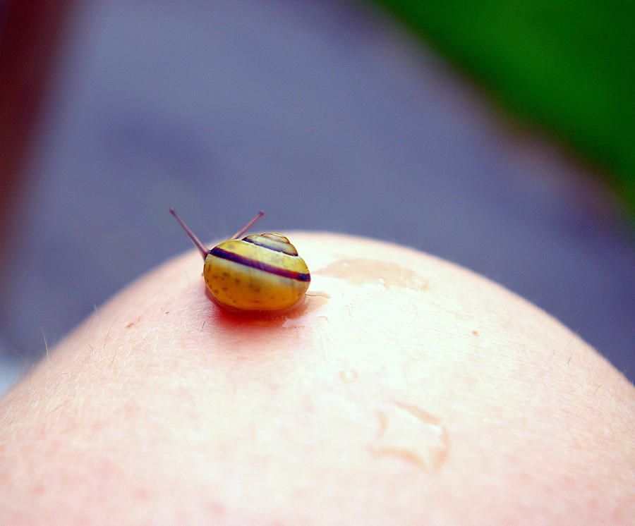 Snail Trails by above-beyond97 on DeviantArt