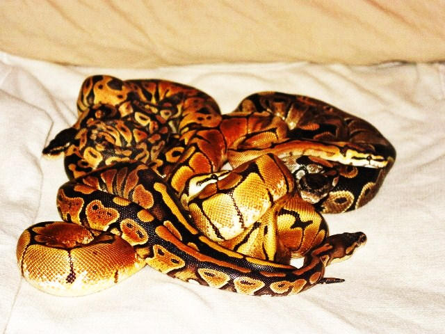 Ballpythons by snakessnakes on DeviantArt