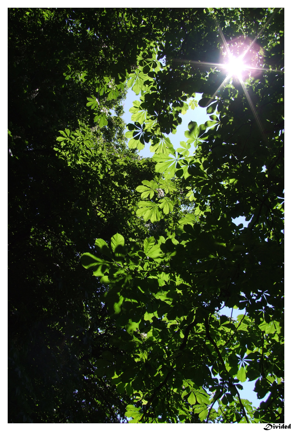 Light Through Leaf