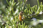Honey Bee and Rosemary V by ALivelyPerspective