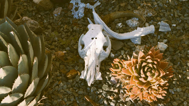 Skull and Succulents