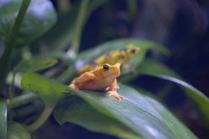 Panamanian Golden Frog
