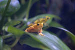 Panamanian Golden Frog