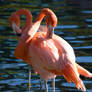 Flamingo Pair