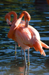Flamingo Pair