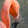 American Flamingo II