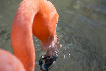 American Flamingo II