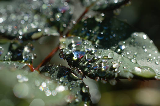 Rose After Rain