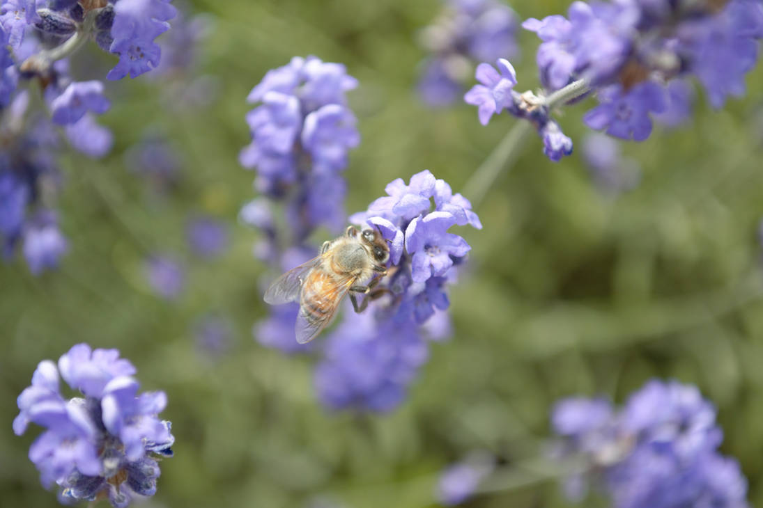 Apis Mellifera by ALivelyPerspective on DeviantArt