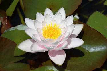 Sweet-Scented Water-Lily