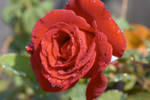 Rose after the Rain by ALivelyPerspective