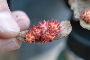 Urchin Gall Wasp