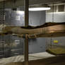 Bunks