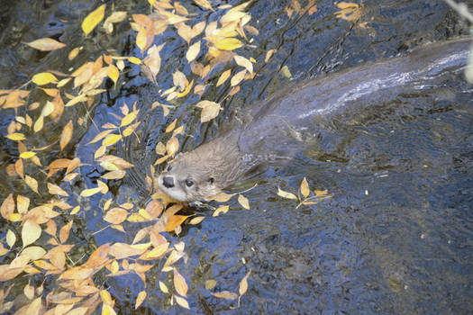 River Otter