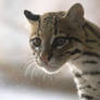 Curiosity