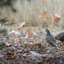 Pair of Quail