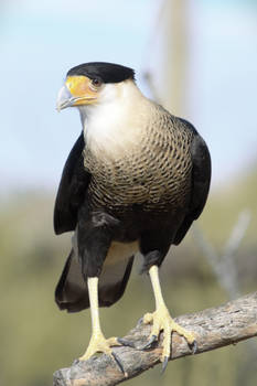 Caracaras