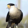 Caracaras
