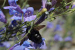 Carpenter Penstemon by ALivelyPerspective