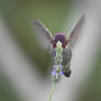Oh, Anna