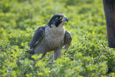 Falco Peregrinus