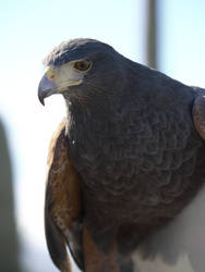 Portrait of a Hawk