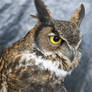Great Horned Owl (2017)