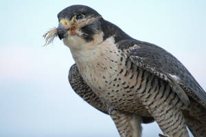 Reward for a Job Well Done