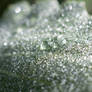 Pearly Blanket