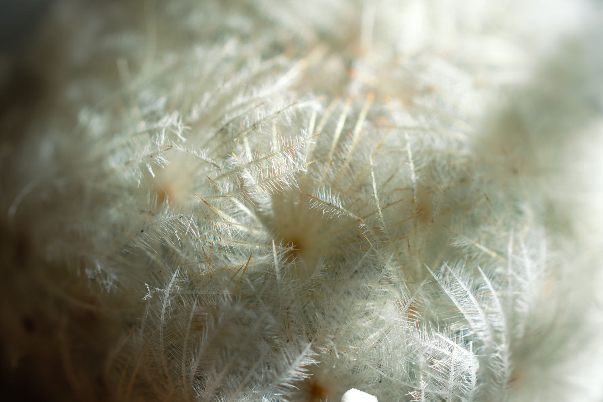 Fluff Def A Bit of Fluff by Obsolom on DeviantArt