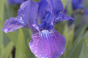 Violet Iris