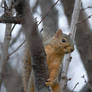 Squirrel Profile