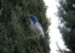Scrub Jay by ALivelyPerspective