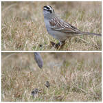 Implied Motion (Collage Project) by Obsolom