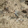 Looking for Sunflower Seeds