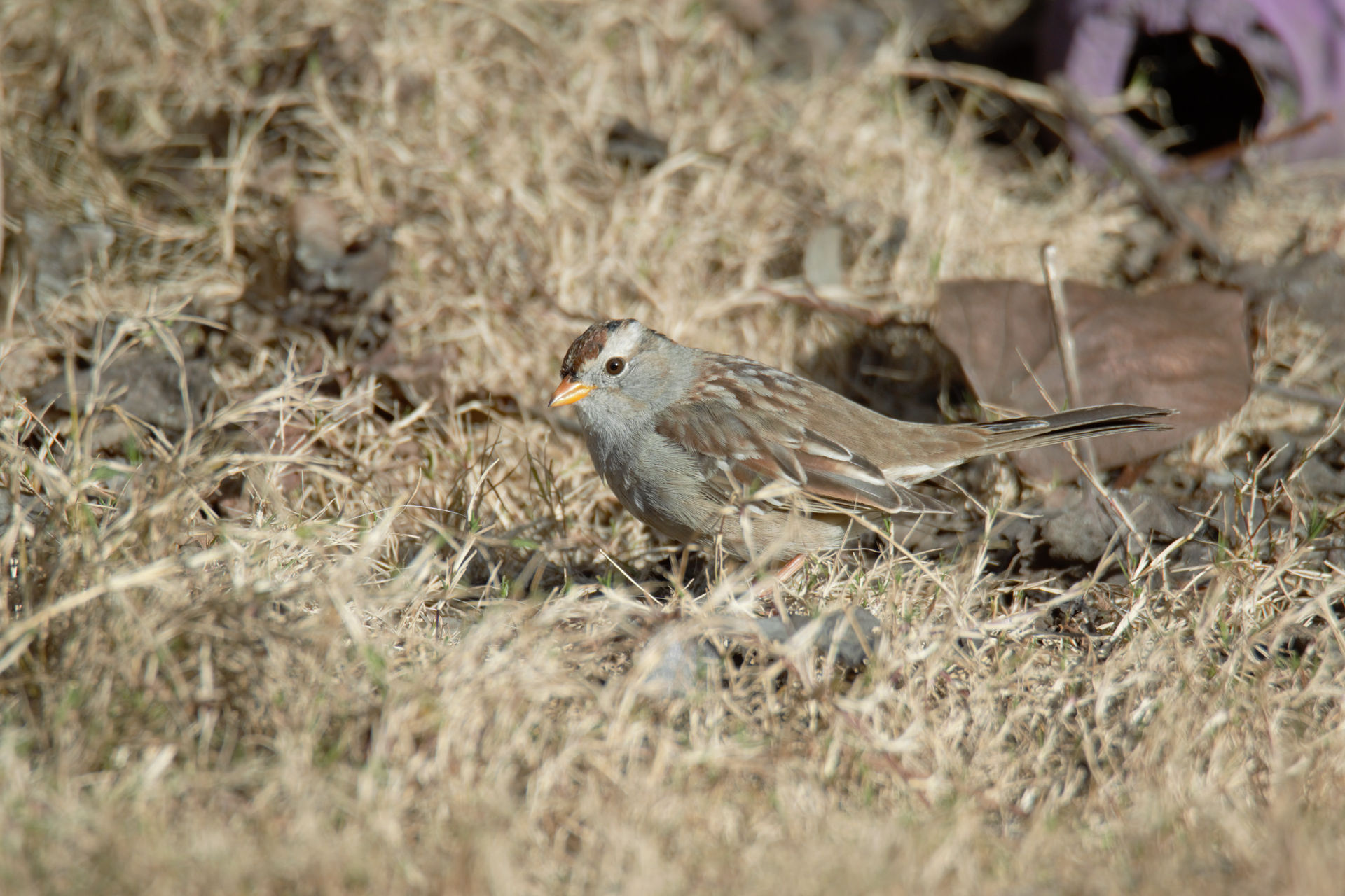 Looking for Sunflower Seeds