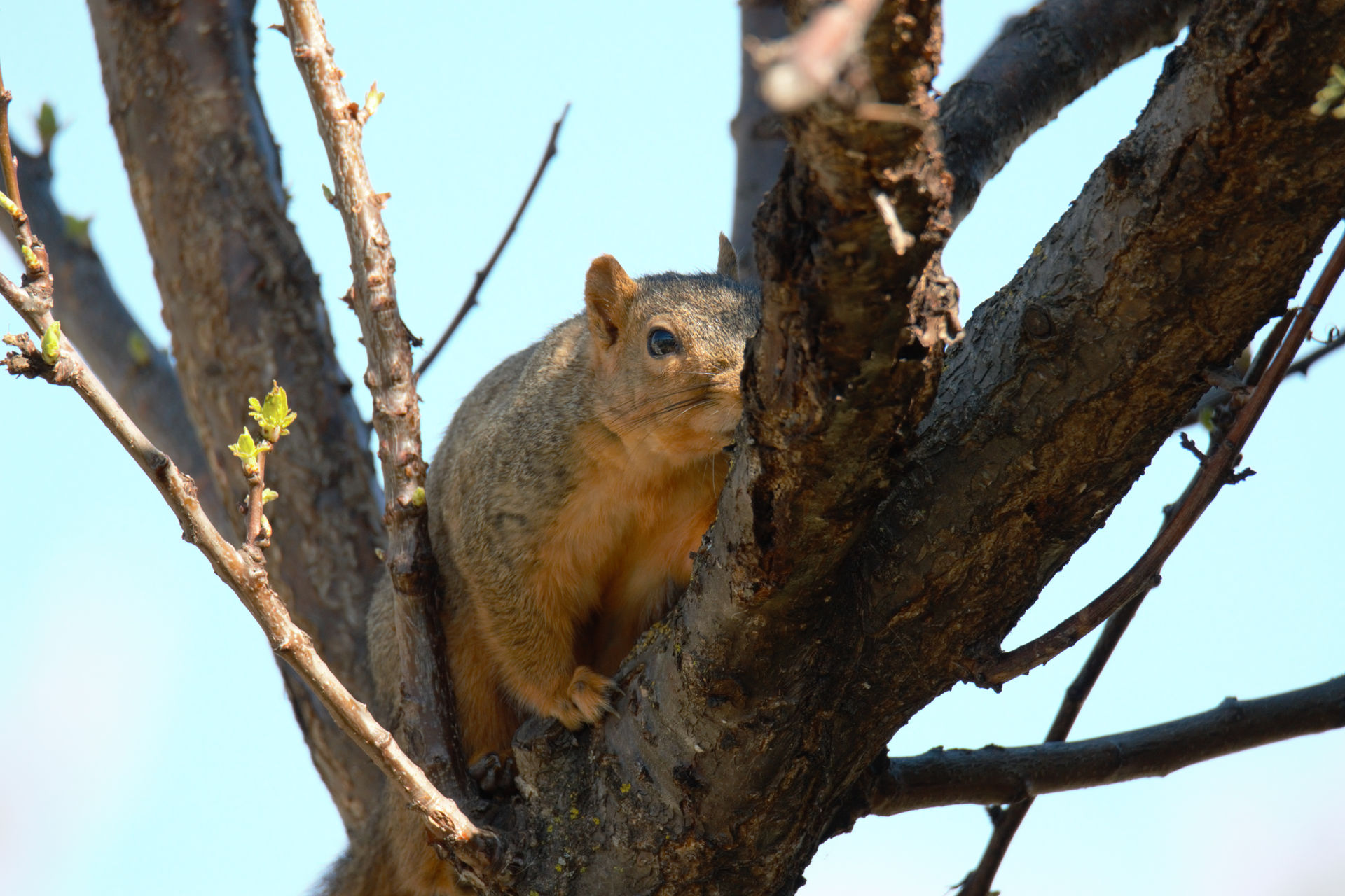 Fox Squirrel