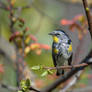 Persimmon Perch