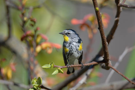 Persimmon Perch