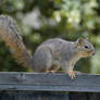 Park Squirrel