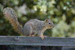 Park Squirrel by ALivelyPerspective