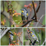 Warbler Showcase (Collage Project) by ALivelyPerspective