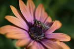 Bee (Fly) x (African) Daisy by ALivelyPerspective