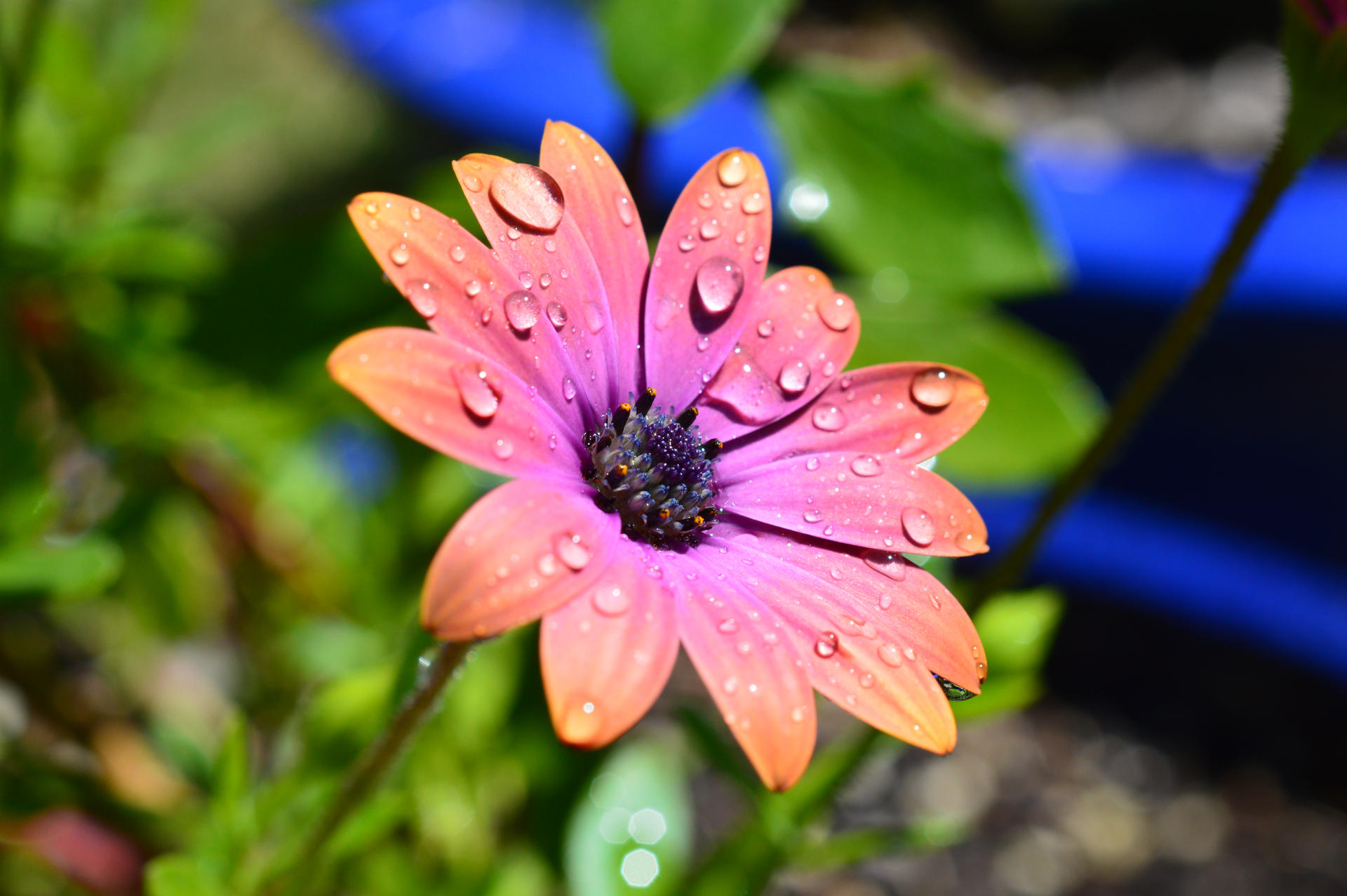 Osteospermum