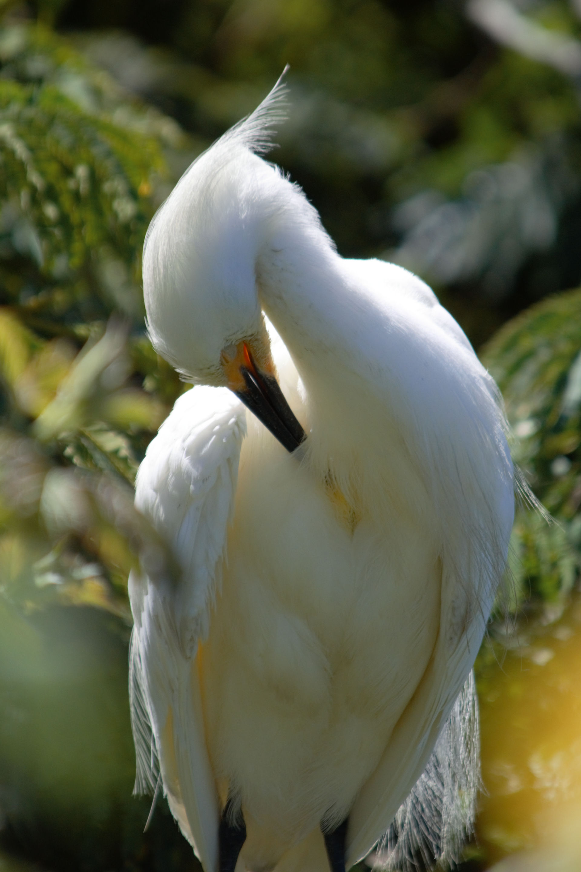 Preening
