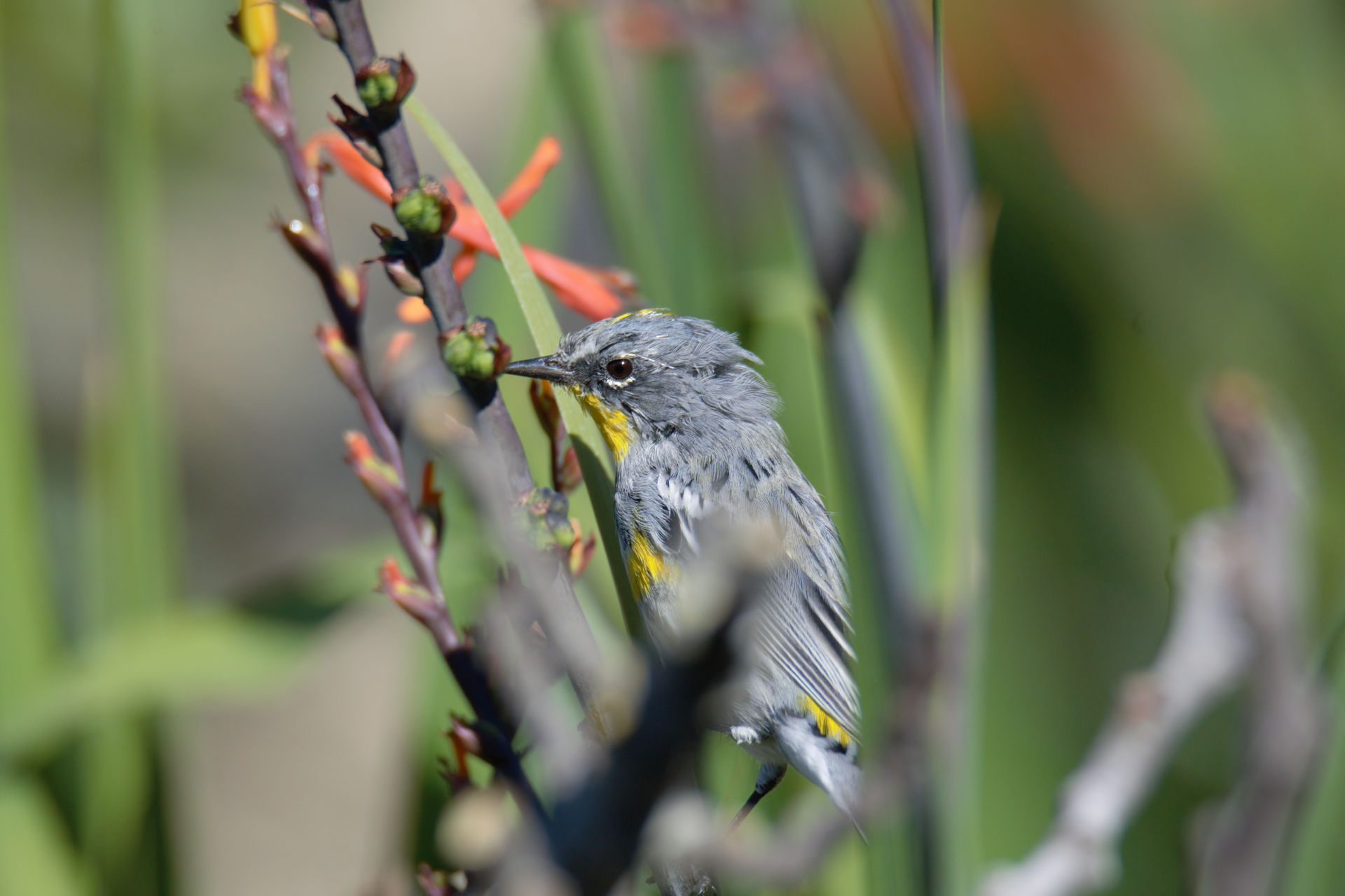 More Warbler