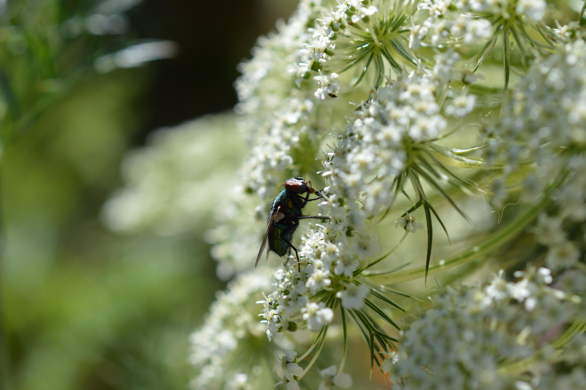 Greenbottle Fly