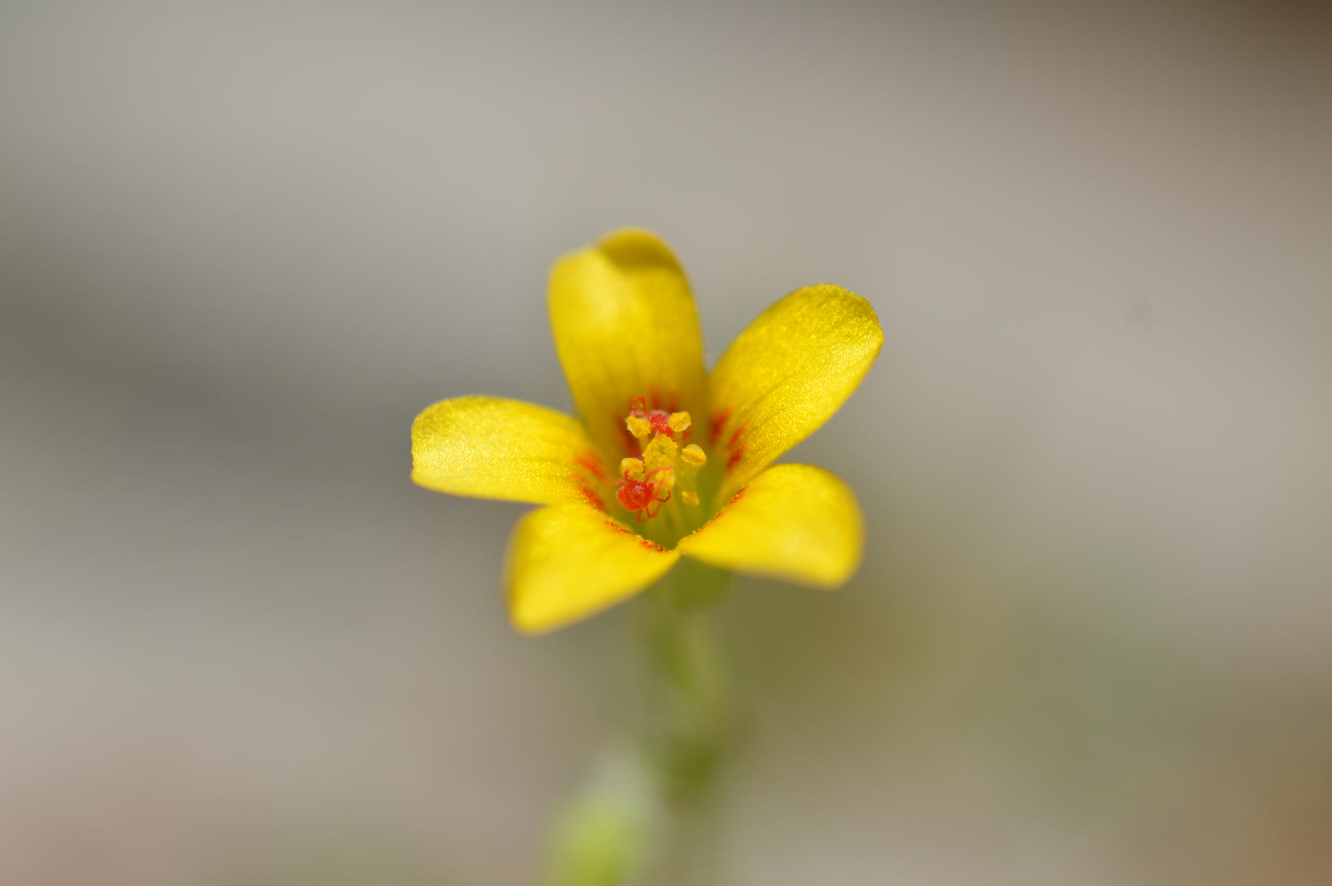 Creeping Woodsorrel x Sidewalk Mites
